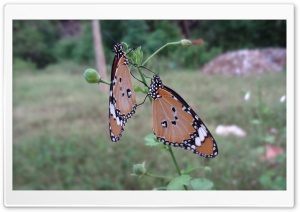 Loving Butterflies Ultra HD Wallpaper for 4K UHD Widescreen desktop, tablet & smartphone