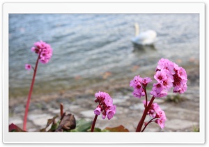 Lugano lake Ultra HD Wallpaper for 4K UHD Widescreen desktop, tablet & smartphone