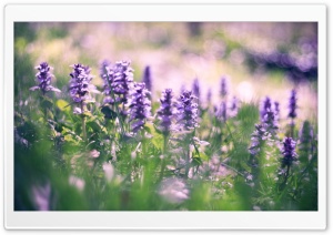 Lupin Flowers Ultra HD Wallpaper for 4K UHD Widescreen desktop, tablet & smartphone