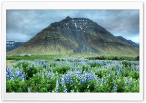 Lupin Flowers Field Ultra HD Wallpaper for 4K UHD Widescreen desktop, tablet & smartphone