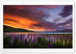 Lupine Flower Field Ultra HD Wallpaper for 4K UHD Widescreen desktop, tablet & smartphone