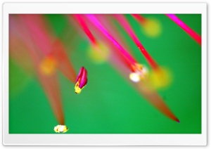 Lycoris Macro Ultra HD Wallpaper for 4K UHD Widescreen desktop, tablet & smartphone