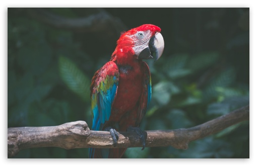 Macaw Parrot Bird Ultra HD Desktop Background Wallpaper for 4K UHD TV :  Widescreen & UltraWide Desktop & Laptop : Tablet : Smartphone