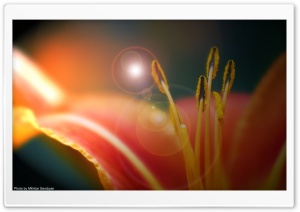 MACRO Ultra HD Wallpaper for 4K UHD Widescreen desktop, tablet & smartphone