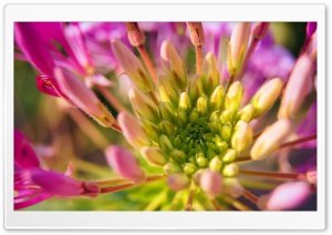 macro flower Ultra HD Wallpaper for 4K UHD Widescreen desktop, tablet & smartphone
