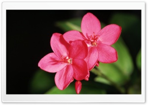Macro Flowers Ultra HD Wallpaper for 4K UHD Widescreen desktop, tablet & smartphone