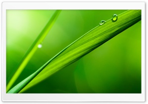 Macro Grass Blade Ultra HD Wallpaper for 4K UHD Widescreen desktop, tablet & smartphone