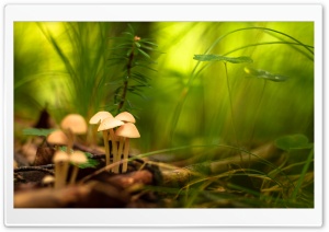 Macro Magic Mushrooms in the Forest Ultra HD Wallpaper for 4K UHD Widescreen desktop, tablet & smartphone