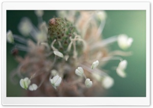 Macro Nature Ultra HD Wallpaper for 4K UHD Widescreen desktop, tablet & smartphone