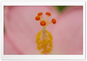 Macro Of A Pink Hibiscus Flower Ultra HD Wallpaper for 4K UHD Widescreen desktop, tablet & smartphone