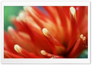Macro Orange Ultra HD Wallpaper for 4K UHD Widescreen desktop, tablet & smartphone