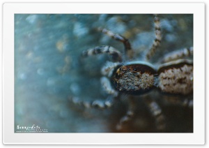 Macro Spider Ultra HD Wallpaper for 4K UHD Widescreen desktop, tablet & smartphone