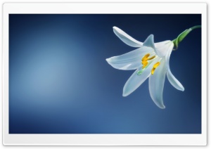 Madonna Lily Flower Ultra HD Wallpaper for 4K UHD Widescreen desktop, tablet & smartphone