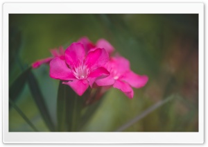 Magenta Ultra HD Wallpaper for 4K UHD Widescreen desktop, tablet & smartphone