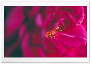 Magenta Rose Ultra HD Wallpaper for 4K UHD Widescreen desktop, tablet & smartphone