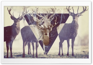 Magic Deer Ultra HD Wallpaper for 4K UHD Widescreen desktop, tablet & smartphone