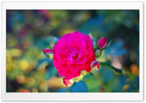 Magical Rose Ultra HD Wallpaper for 4K UHD Widescreen desktop, tablet & smartphone
