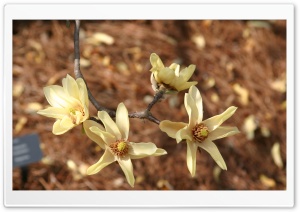 Magnolia Flowers Ultra HD Wallpaper for 4K UHD Widescreen desktop, tablet & smartphone