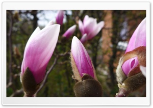 Magnolia Tree Ultra HD Wallpaper for 4K UHD Widescreen desktop, tablet & smartphone