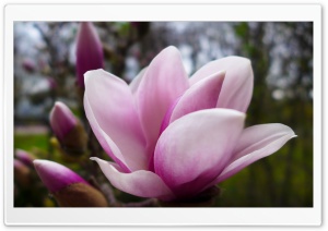 Magnolia Tree Ultra HD Wallpaper for 4K UHD Widescreen desktop, tablet & smartphone