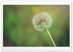 Make A Wish Ultra HD Wallpaper for 4K UHD Widescreen desktop, tablet & smartphone