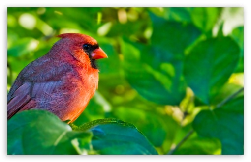 Male Northern Cardinal UltraHD Wallpaper for Wide 16:10 5:3 Widescreen WHXGA WQXGA WUXGA WXGA WGA ; 8K UHD TV 16:9 Ultra High Definition 2160p 1440p 1080p 900p 720p ; Standard 4:3 5:4 3:2 Fullscreen UXGA XGA SVGA QSXGA SXGA DVGA HVGA HQVGA ( Apple PowerBook G4 iPhone 4 3G 3GS iPod Touch ) ; Tablet 1:1 ; iPad 1/2/Mini ; Mobile 4:3 5:3 3:2 16:9 5:4 - UXGA XGA SVGA WGA DVGA HVGA HQVGA ( Apple PowerBook G4 iPhone 4 3G 3GS iPod Touch ) 2160p 1440p 1080p 900p 720p QSXGA SXGA ;