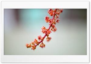 Mango Flowers Ultra HD Wallpaper for 4K UHD Widescreen desktop, tablet & smartphone