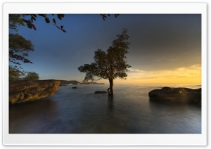 Mangrove Tree, Vietnam Ultra HD Wallpaper for 4K UHD Widescreen desktop, tablet & smartphone
