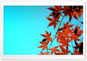 Maple Autumn Blaze Ultra HD Wallpaper for 4K UHD Widescreen desktop, tablet & smartphone