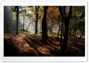 Maple Forest Fall Ultra HD Wallpaper for 4K UHD Widescreen desktop, tablet & smartphone