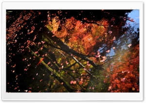 Maple Leaves Floating On Water Ultra HD Wallpaper for 4K UHD Widescreen desktop, tablet & smartphone