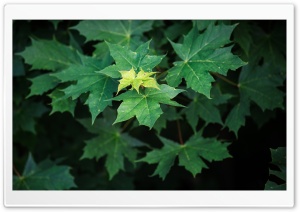 Maple Leaves Summer Ultra HD Wallpaper for 4K UHD Widescreen desktop, tablet & smartphone