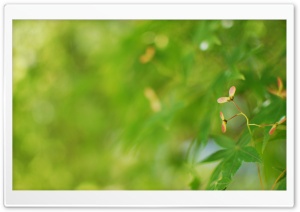 Maple Seeds Ultra HD Wallpaper for 4K UHD Widescreen desktop, tablet & smartphone