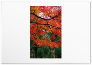 Maple Tree Ultra HD Wallpaper for 4K UHD Widescreen desktop, tablet & smartphone