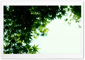 Maple Tree Summer Ultra HD Wallpaper for 4K UHD Widescreen desktop, tablet & smartphone