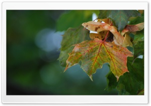 Maple Veins Ultra HD Wallpaper for 4K UHD Widescreen desktop, tablet & smartphone