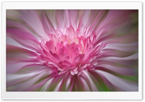 Margarites Ultra HD Wallpaper for 4K UHD Widescreen desktop, tablet & smartphone