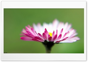 Marguerite Ultra HD Wallpaper for 4K UHD Widescreen desktop, tablet & smartphone