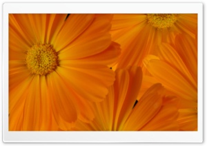 Marigolds Ultra HD Wallpaper for 4K UHD Widescreen desktop, tablet & smartphone