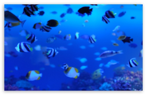 Marine Life 4K HD Desktop Wallpaper for 4K Ultra HD TV ...