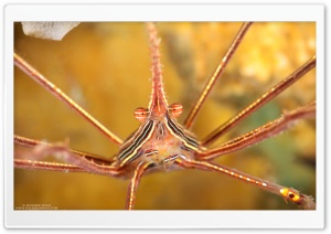 Marine Species Ultra HD Wallpaper for 4K UHD Widescreen desktop, tablet & smartphone