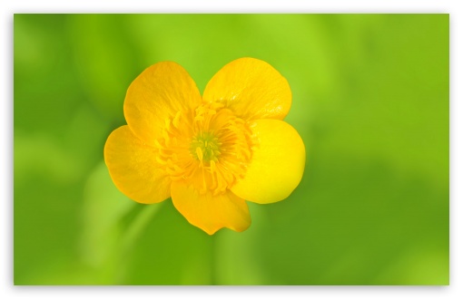 Meadow Buttercup UltraHD Wallpaper for Wide 16:10 5:3 Widescreen WHXGA WQXGA WUXGA WXGA WGA ; UltraWide 21:9 24:10 ; 8K UHD TV 16:9 Ultra High Definition 2160p 1440p 1080p 900p 720p ; UHD 16:9 2160p 1440p 1080p 900p 720p ; Standard 4:3 5:4 3:2 Fullscreen UXGA XGA SVGA QSXGA SXGA DVGA HVGA HQVGA ( Apple PowerBook G4 iPhone 4 3G 3GS iPod Touch ) ; Tablet 1:1 ; iPad 1/2/Mini ; Mobile 4:3 5:3 3:2 16:9 5:4 - UXGA XGA SVGA WGA DVGA HVGA HQVGA ( Apple PowerBook G4 iPhone 4 3G 3GS iPod Touch ) 2160p 1440p 1080p 900p 720p QSXGA SXGA ; Dual 4:3 5:4 UXGA XGA SVGA QSXGA SXGA ;