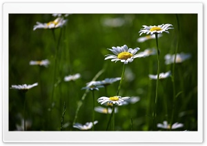 Meadow Flowers Ultra HD Wallpaper for 4K UHD Widescreen desktop, tablet & smartphone