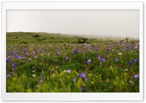 Meadow In Full Flower Ultra HD Wallpaper for 4K UHD Widescreen desktop, tablet & smartphone
