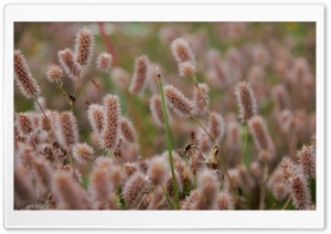 Meadow Plants Ultra HD Wallpaper for 4K UHD Widescreen desktop, tablet & smartphone
