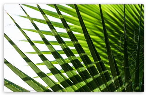 Mediterranean Green Palm Leaves UltraHD Wallpaper for Wide 16:10 5:3 Widescreen WHXGA WQXGA WUXGA WXGA WGA ; UltraWide 21:9 24:10 ; 8K UHD TV 16:9 Ultra High Definition 2160p 1440p 1080p 900p 720p ; UHD 16:9 2160p 1440p 1080p 900p 720p ; Standard 4:3 5:4 3:2 Fullscreen UXGA XGA SVGA QSXGA SXGA DVGA HVGA HQVGA ( Apple PowerBook G4 iPhone 4 3G 3GS iPod Touch ) ; Tablet 1:1 ; iPad 1/2/Mini ; Mobile 4:3 5:3 3:2 16:9 5:4 - UXGA XGA SVGA WGA DVGA HVGA HQVGA ( Apple PowerBook G4 iPhone 4 3G 3GS iPod Touch ) 2160p 1440p 1080p 900p 720p QSXGA SXGA ;