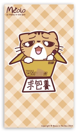 Meolo Take Me Home - Meow in the Box UltraHD Wallpaper for Mobile 16:9 - 2160p 1440p 1080p 900p 720p ;