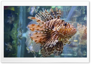 Mighty Fish Ultra HD Wallpaper for 4K UHD Widescreen desktop, tablet & smartphone