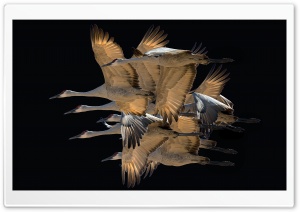 Migratory Birds Ultra HD Wallpaper for 4K UHD Widescreen desktop, tablet & smartphone