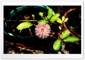 Mimosa Flower Ultra HD Wallpaper for 4K UHD Widescreen desktop, tablet & smartphone